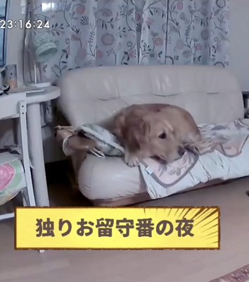 「揺れてる！？」