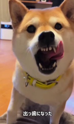 ペロリと舐めるも…