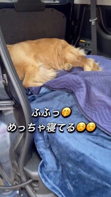 車にいる犬に近寄る飼い主