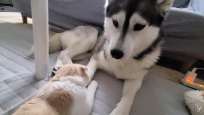 食べ終わったらそばにきて…