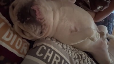 仰向けで眠る犬