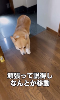 うつむいて歩く犬