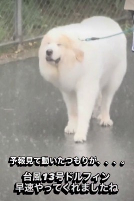急に土砂降りに!