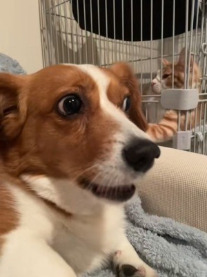 まめちゃんがちょっかいを掛けると…