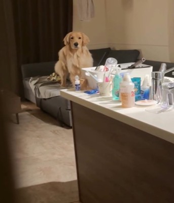 ソファの端で止まる犬1