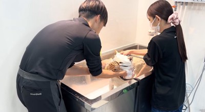 犬をシャンプーする男性と女性