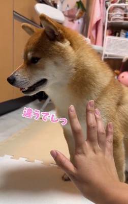 横を向くはなちゃん