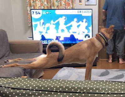 後ろ足を伸ばす犬