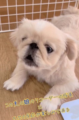 また鳴きだすちぷちゃん