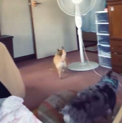 そそくさと退室する2匹