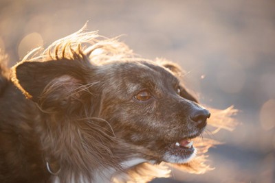 吠える犬