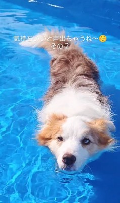 プールで遊ぶボーダーコリー