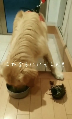 氷を食べる犬