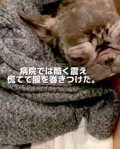 犬に服を巻いてあげる投稿者