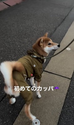 カッパを着た柴犬
