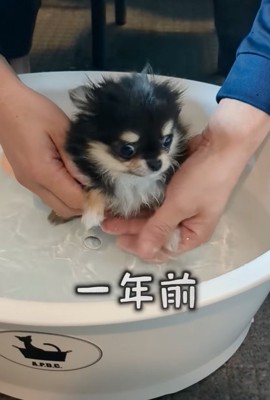 お風呂に入る赤ちゃん犬