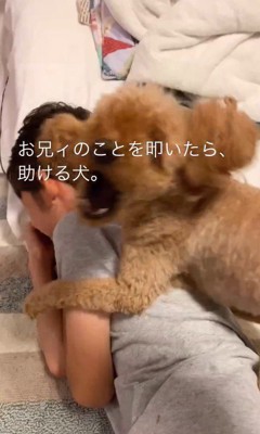 家族を叩くフリをした時のカブ子ちゃん4