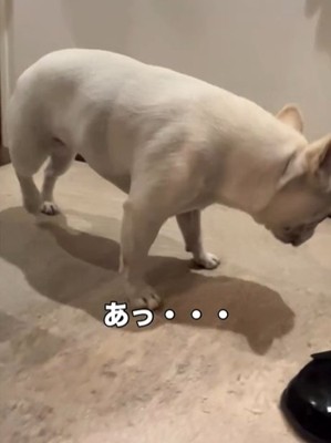 引き返す犬1