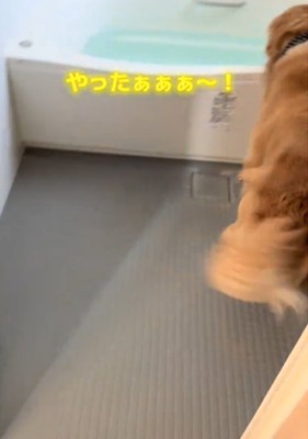 お風呂を覗く犬1