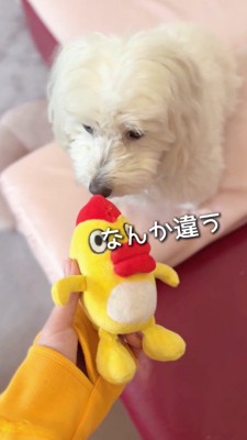 ぬいぐるみから顔を離す犬