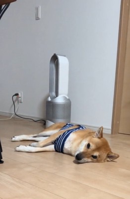 柴犬を起こすリス