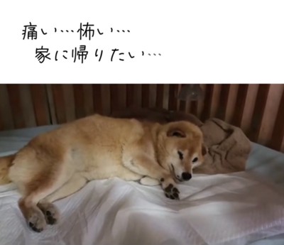 不安そうに横になる老犬