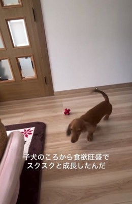 子犬のエールくん