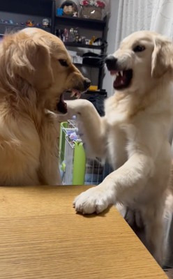 前足を上げる子犬