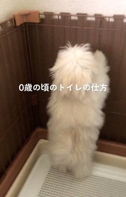 腰を振る子犬のもちちゃん