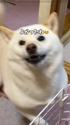 男性を見て笑顔になる犬