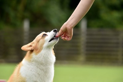 おやつをもらう犬