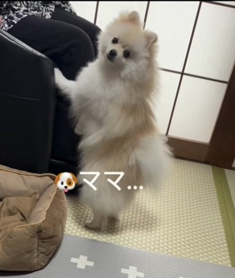 怒られる犬