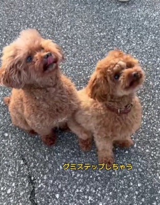 ステップが止まらないうにちゃん