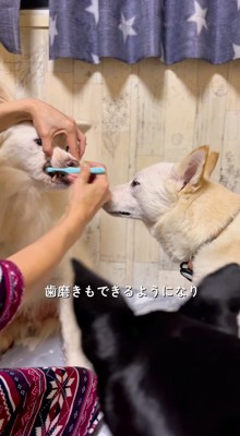 歯磨きをされる犬