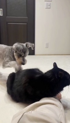 猫の背中に前足を当てる犬