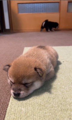 2匹の赤ちゃん犬3