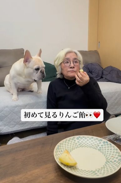 りんご飴を食べる女性の手元を見つめるフレンチブルドッグ