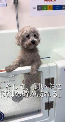 シャンプー台の中に入れられた、全身泥まみれの犬