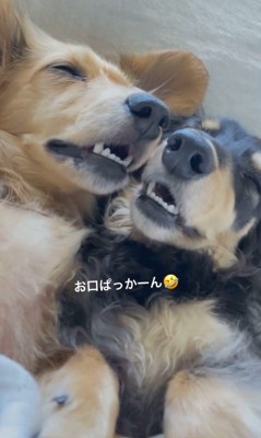 2匹揃ってお口を開けています！