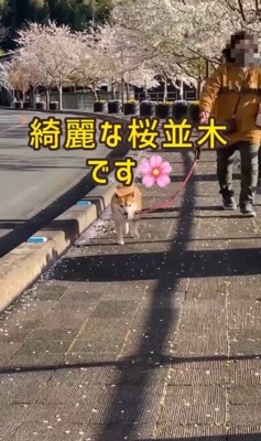 ちゃこさんを待ち伏せした時の反応3