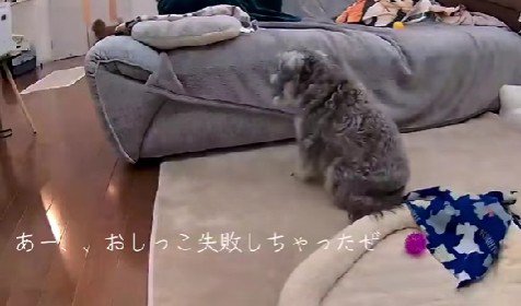 トイレを失敗したアモルちゃん