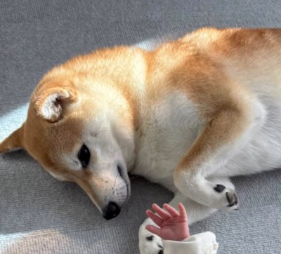 赤ちゃんを見つめる犬の顔