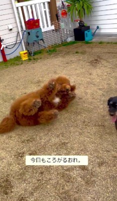 まだまだ子犬気分♪