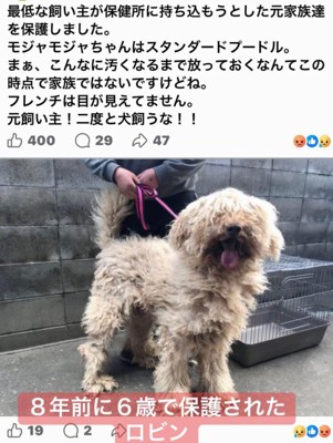 ボサボサの犬を保護