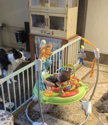 柵越しに赤ちゃんを見る犬