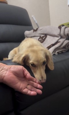 おばあちゃんとの別れを惜しむワンコたち⑩