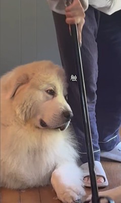 掃除中のグラくん&ダンボくん8