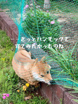 ネットをハンモックのように使ってくつろぐ犬