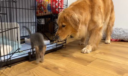子猫がうちにやってきた