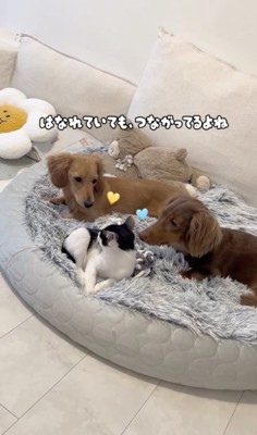 ずーっと家族だよね